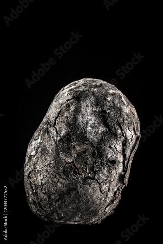 Baked potato in ash roasted on charcoal isolated on black background. Whole rustic potato baked in campfire coals with charred texture skin on dark background, closeup
