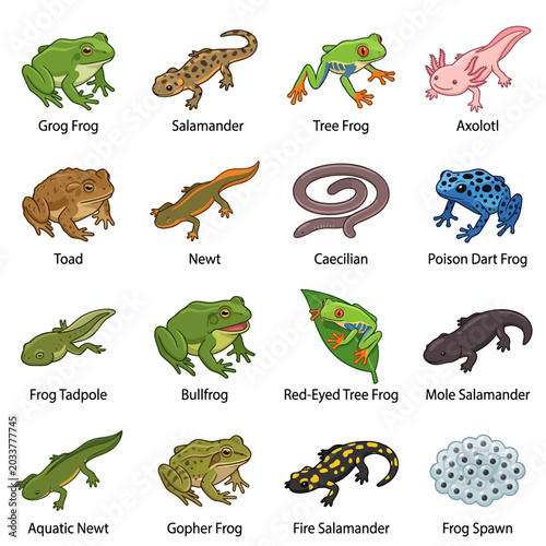 Collection of 16 Cartoon Amphibian Species with Names