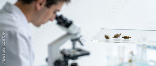 Scientist works with a microscope while three dry plant seed pods lie on a glass shelf in the foreground.