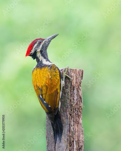 Birds of India