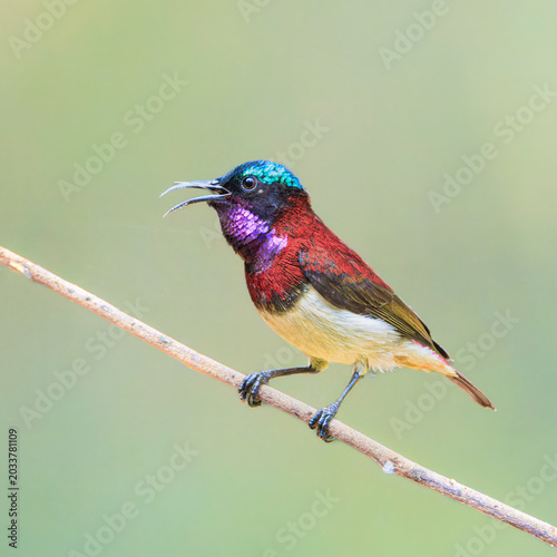Birds of India