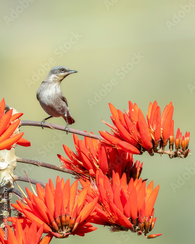 Birds of India
