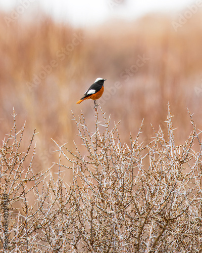 Birds of India