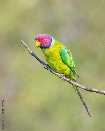 Birds of India