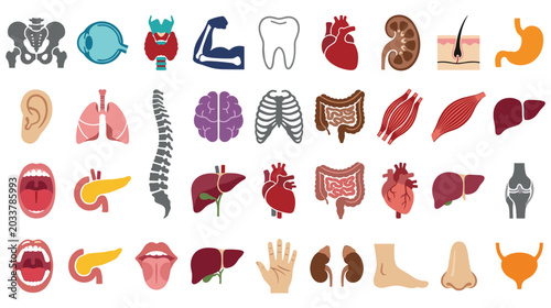 Bild auf Leinwand Various human organs and body parts anatomy symbols.