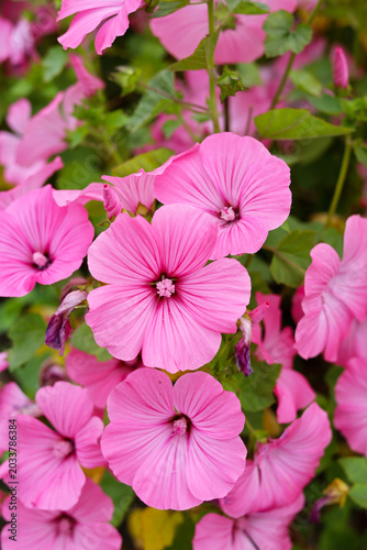 Beautiful pink mallow flowers blooming in the garden.