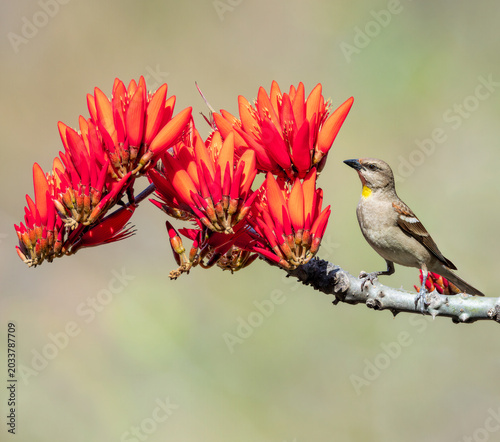 Birds of India