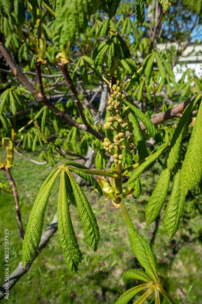 Fototapeta premium Aesculus hippocastanum, horse chestnut tree buds and leaves in springtime