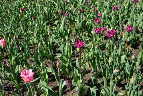 Tulip buds and flowers in the park in springtime