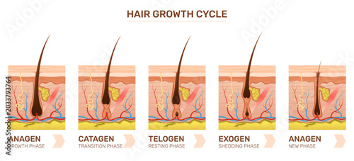 Foto Hair growth cycle