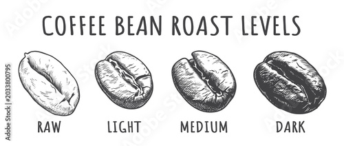 Tableau sur toile Coffee Bean Roast Levels Vector Illustration, Vintage Engraved Raw to Dark Beans