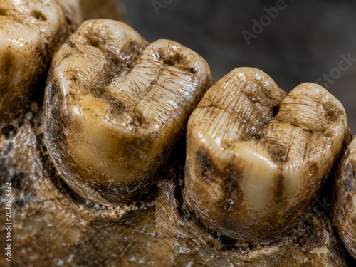 An extreme close-up macro shot showcasing the intricate details of two ancient, well-preserved human molar teeth, revealing distinct wear patterns, striations, and discoloration on their chewing surfa