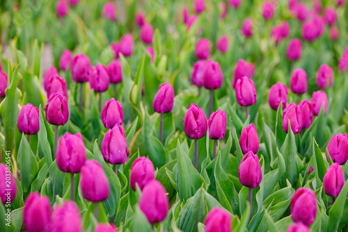 Field of pink tulips with green leaves