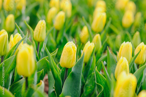 Photos Field of yellow tulips with green leaves
