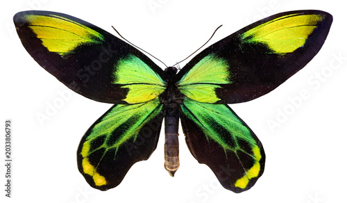 A green butterfly known as Ornithoptera victoria is displayed against a white background. The butterfly is isolated to show its unique wing patterns and body structure clearly.