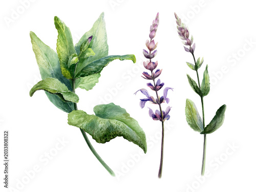 Photos Sage medicinal herb set watercolor illustration