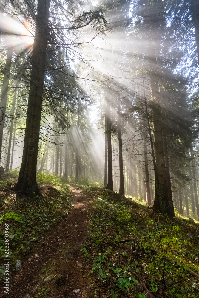 Fototapeta premium Nebelwald Hochschwab Gebiet - Lichtstrahlen