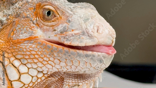 Photography Macro Profile of a Red Iguana Flicking Its Pink Tongue