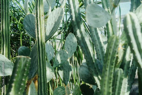 Картината върху платно Prickly Pear Opuntia and various columnar cacti flourishing in tropical greenhou