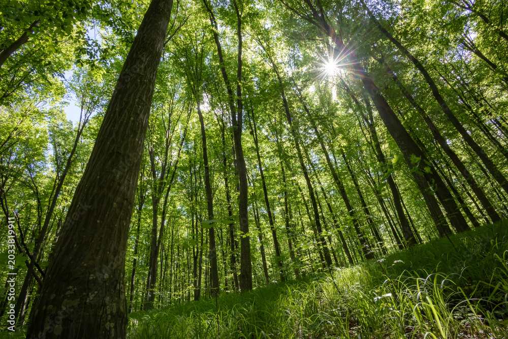 Fototapeta premium forest trees. nature green wood sunlight backgrounds.