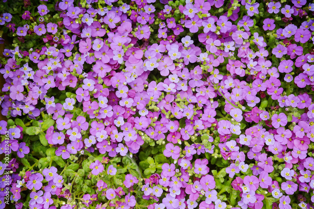 Obraz premium Purple aubrieta flowers blooming in green garden