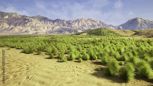 arid basin with young shrubs, rolling sand dunes and distant rugged mountains under clear blue sky, sunlight highlighting green patches and textured ripples,