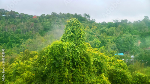 Bild auf Leinwand A misty small village in the mountain rainforest of Borneo is covered in vines