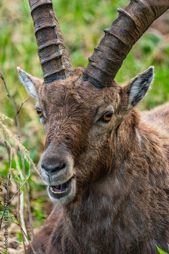 Steinbock Sonnenuntergang Hochlantsch - Almenland - Oststeiermark