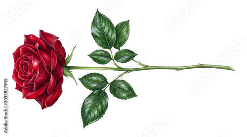 Elegant red rose with long stem and green leaves, romantic crimson flower bloom, botanical floral illustration for wedding and greeting card design isolated PNG with Transparent Background