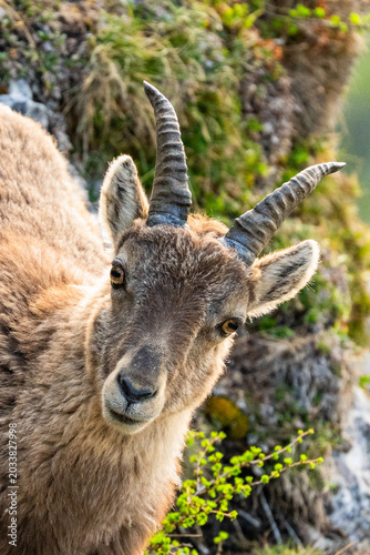 Steinbock Sonnenuntergang Hochlantsch - Almenland - Oststeiermark