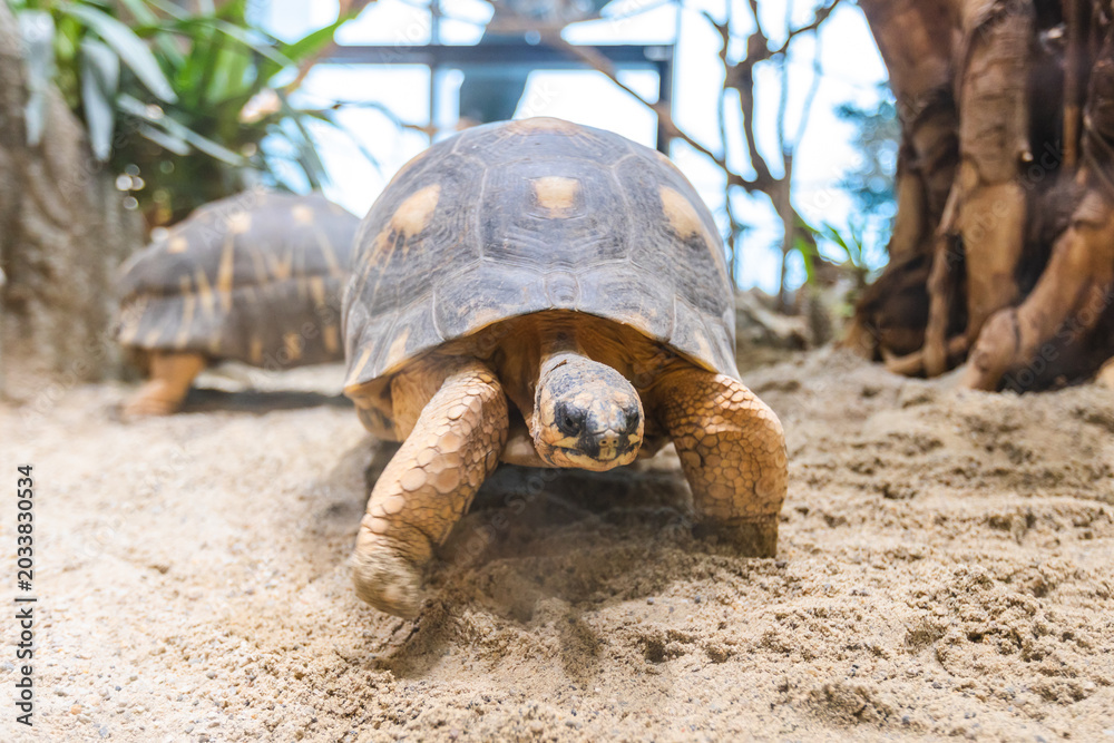 Obraz premium Close-up portrait of terrestrial tortoise walking on sandy ground in zoo terrarium.