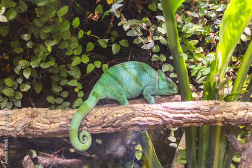 Green chameleon resting on branch in lush foliage at terrarium