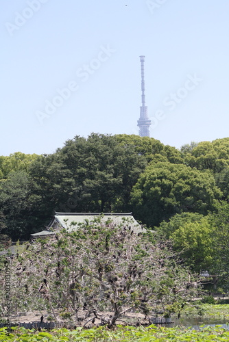 Numerous wild cormorants perched on a tree in Tokyo with Skytree in the background.