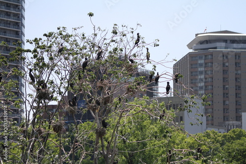 Flock of wild cormorants nesting on a tree surrounded by skyscrapers in Tokyo.