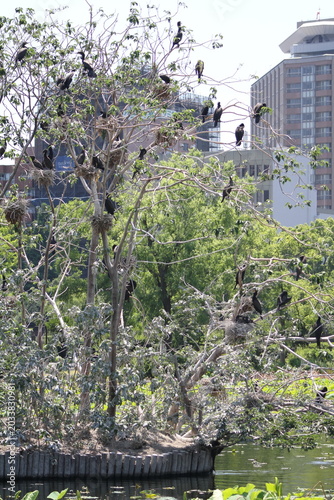Vertical shot of wild cormorants nesting on a tree by the pond in Tokyo.