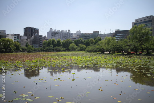 Scenic view of Shinobazu Pond surrounded by green trees and skyscrapers in Tokyo.