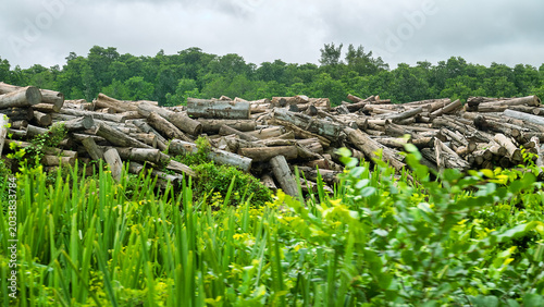 Photos Substandard timber scraps in the open