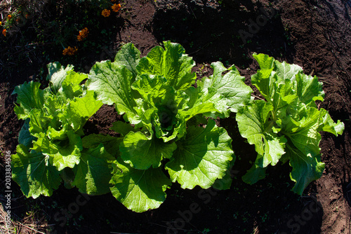 Napa cabbage heading in the field, glowing beautifully in the warm morning sun.