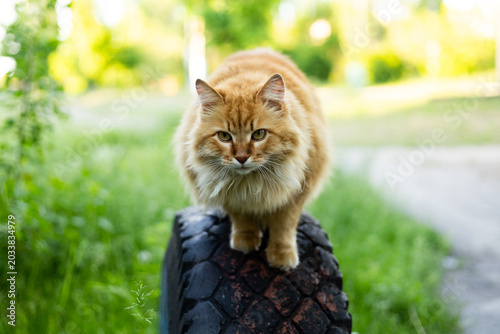 Fluffy ginger cat with intense gaze sits on an old tire outdoors