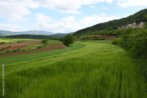 Fotografía Last year's autumn sowing is already showing an excellent grain harvest