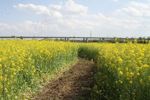 Beautiful yellow canola flower field in full bloom along the riverbed in Japan.