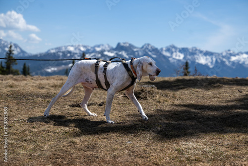 A scent hound on a leash enjoying the day in the austrian alps