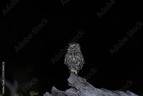 MOCHUELO EUROPEO (Athene noctua)