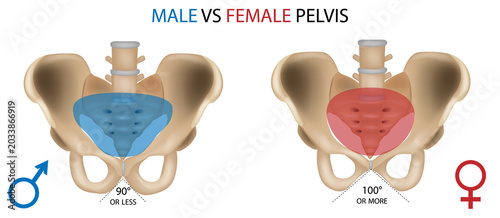 Male vs Female Pelvis Anatomy Comparison Illustration with Subpubic Angle Differences and Skeletal Structure Labels. Diagram Showing Anatomical Differences in Pelvic Shape and Angle
