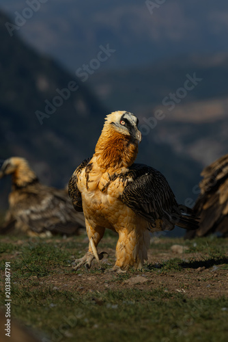 QUEBRANTAHUESOS (Gypaetus barbatus)