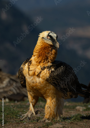 QUEBRANTAHUESOS (Gypaetus babatus)