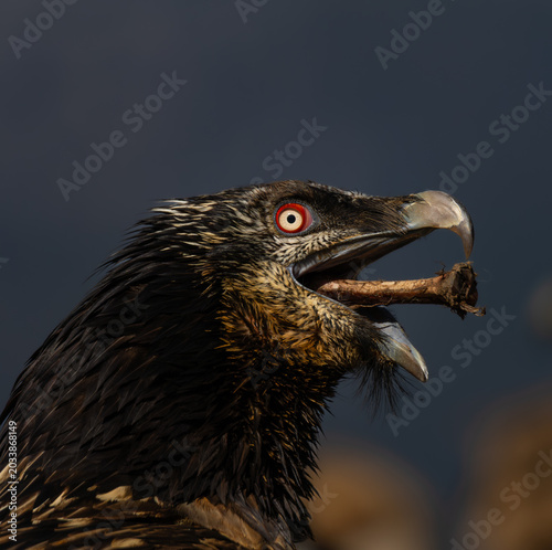 QUEBRANTAHUESOS (Gypaetus barbatus)