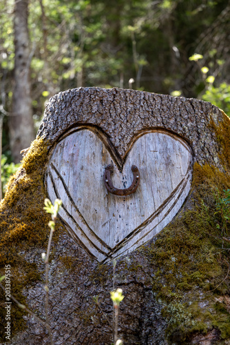 A heart carved into a tree stump with a horseshoe in the forest- luck and love in nature