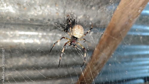 Bild auf Leinwand A large golden orb weaver spider waiting on its intricate web under corrugated roof at night, showcasing natural wildlife macro photography