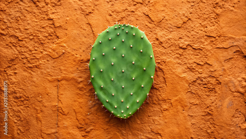 A single green prickly pear cactus pad centered on a vibrant orange textured stucco wall, creating a contrast between nature and architecture